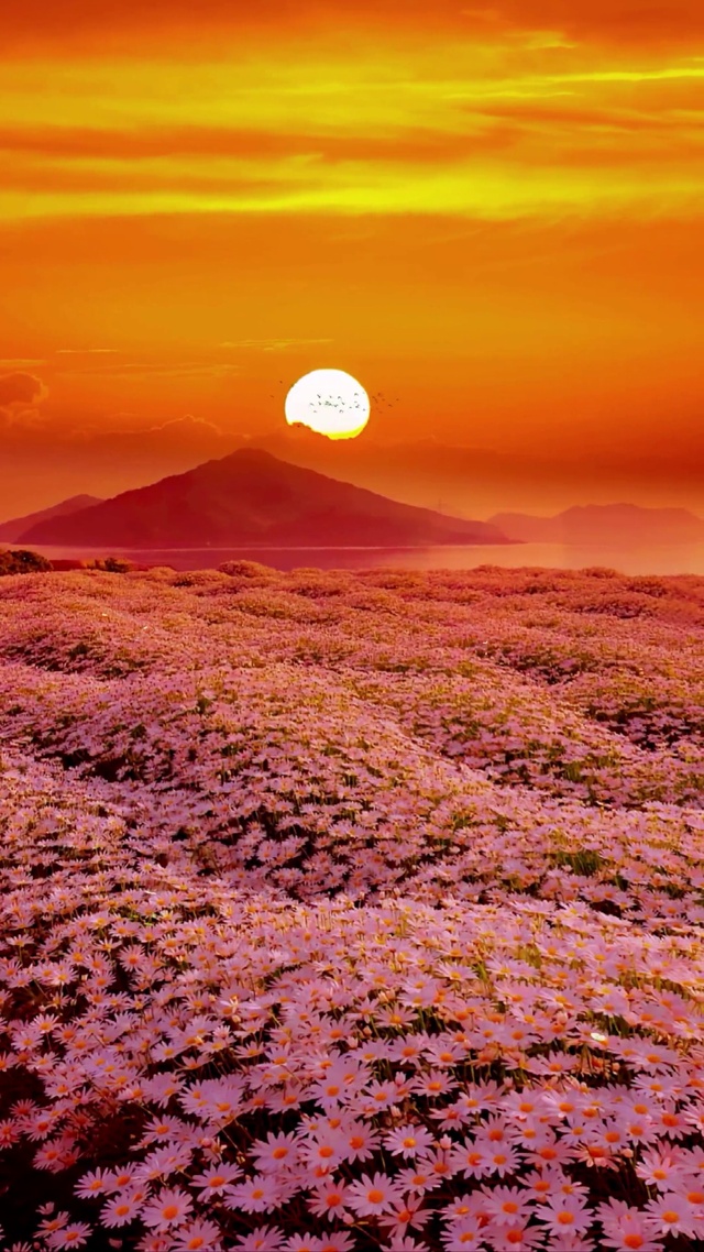 唯美雏菊花海