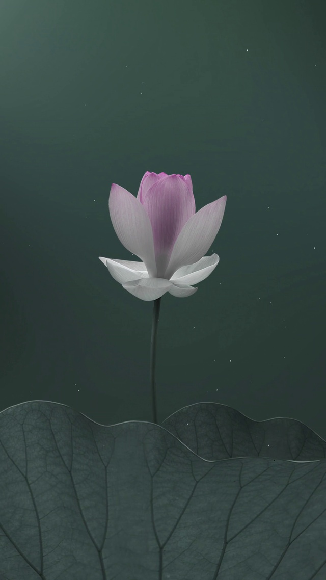 简约荷花壁纸