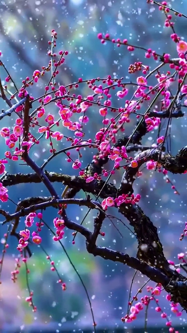 红梅花绽放
