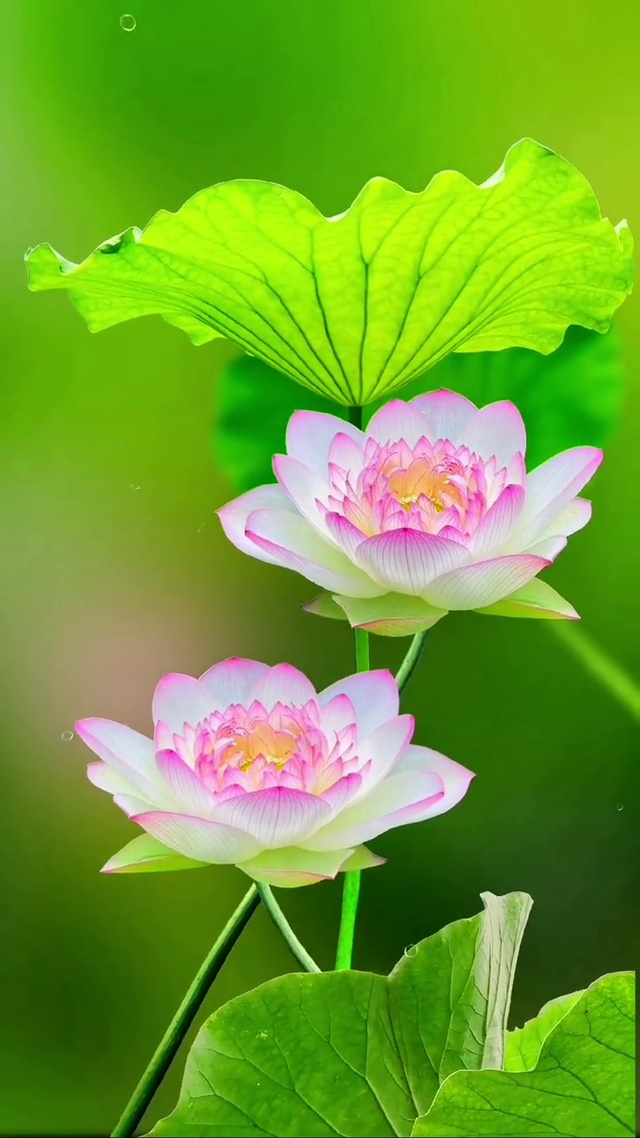 愿所有美好如约而至