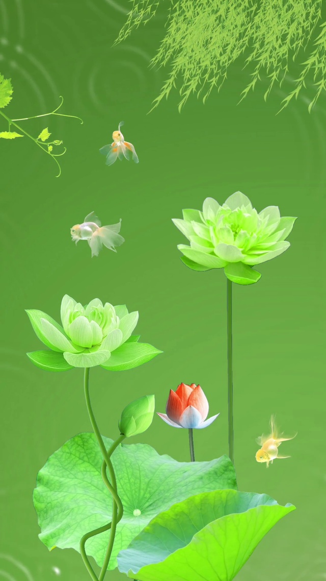 好运莲莲
