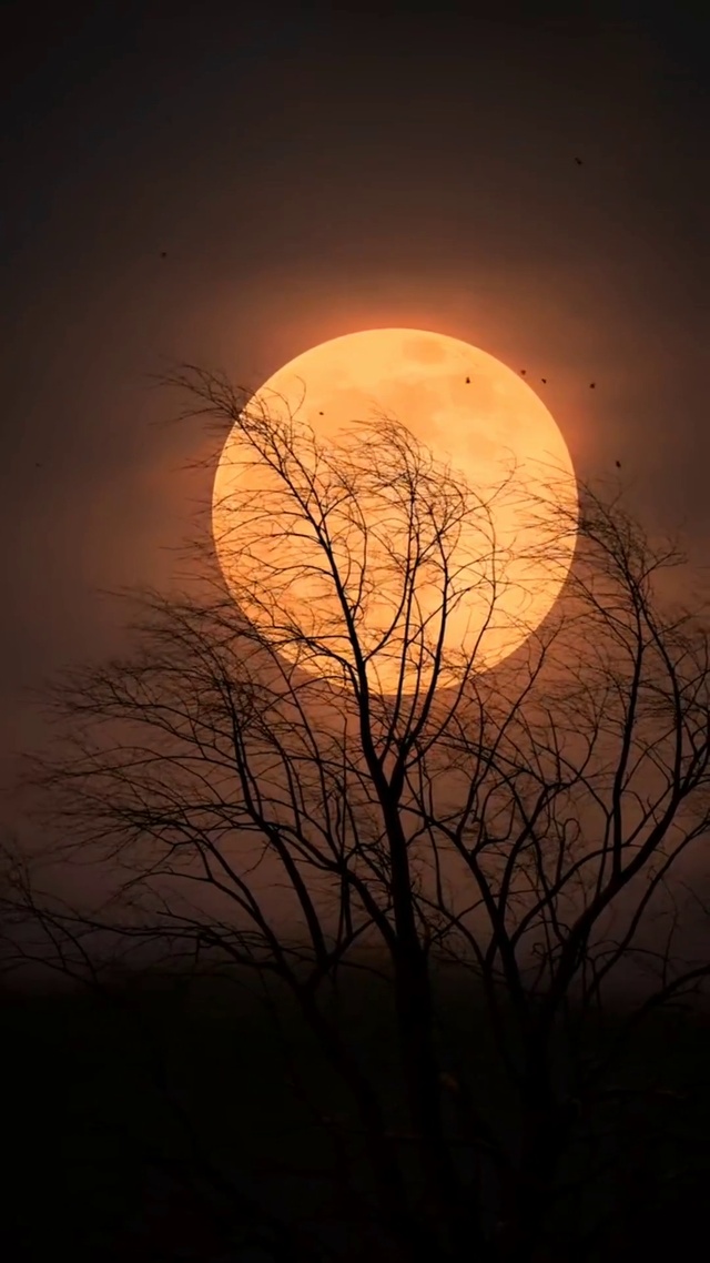 明月如故，物是人非