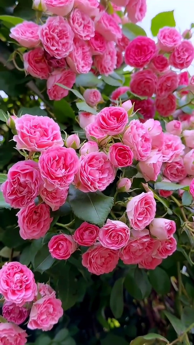 人生如花 一路芳华