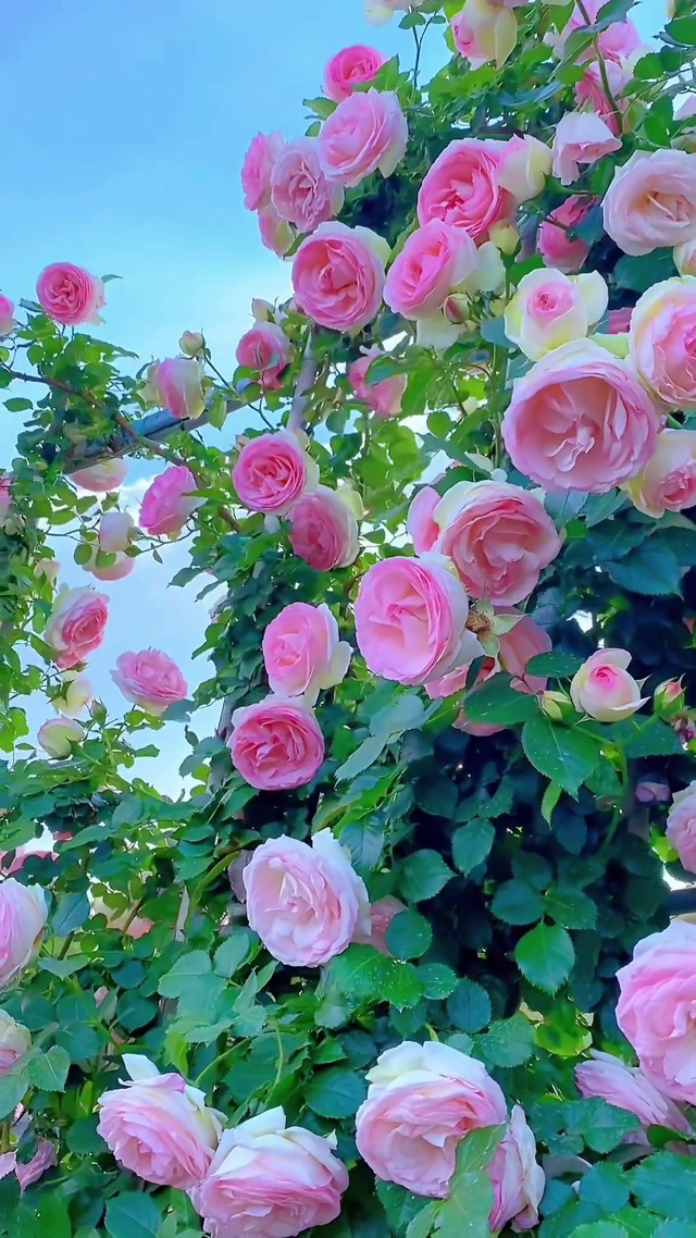 以一朵花的姿态，穿越季节的轮回