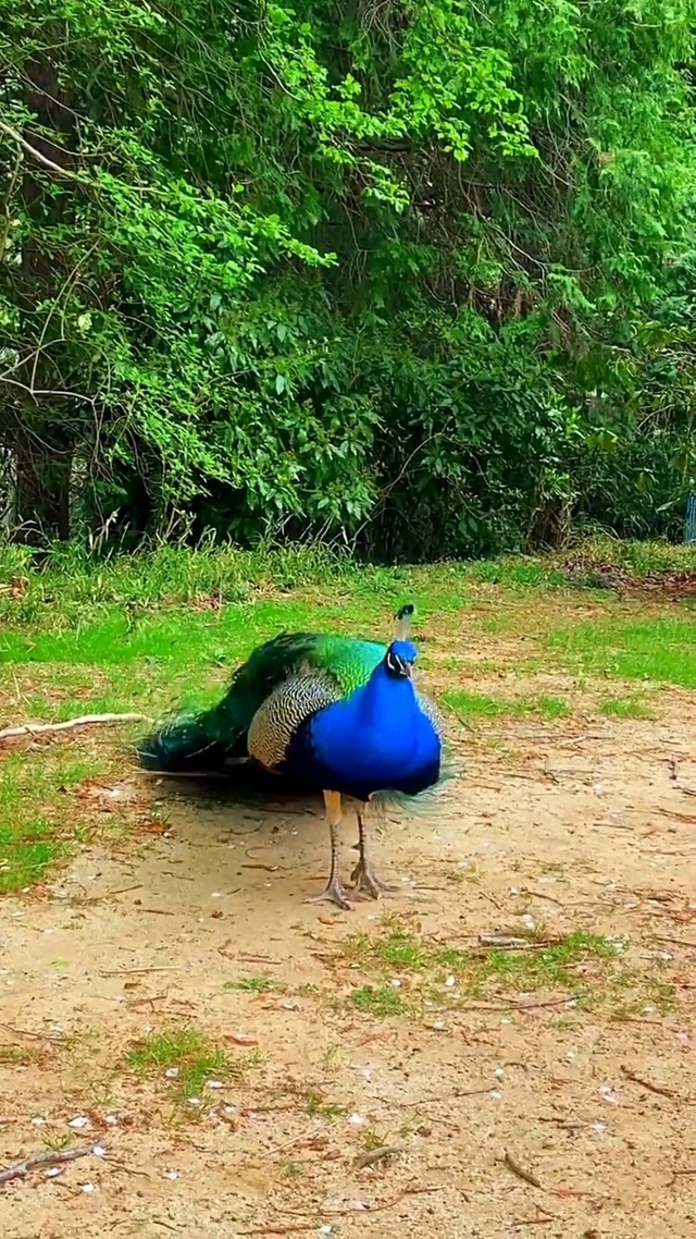 孔雀开屏 幸福满满