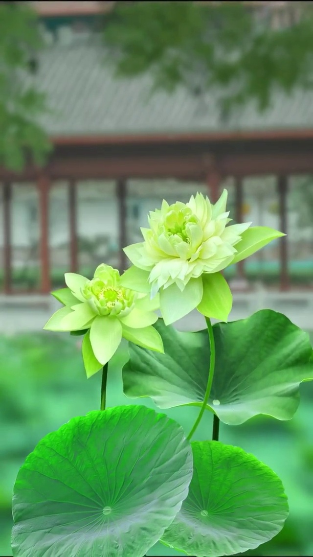 大小荷花