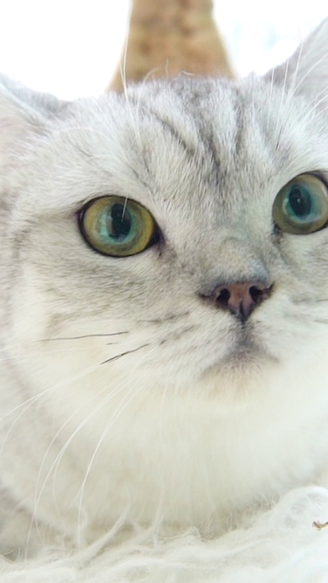 猫咪物语