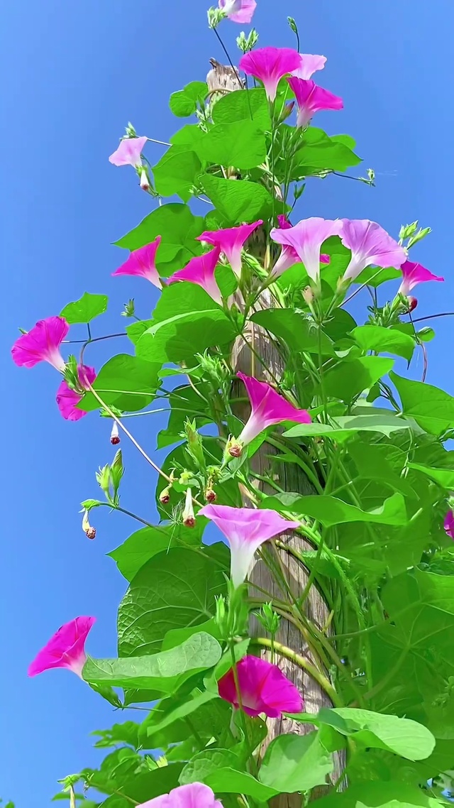 时光的脚步轻轻，留下的是岁月的嫣然一笑。