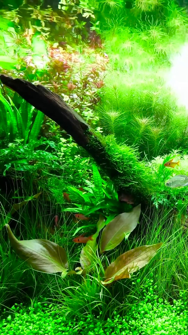 护眼水草鱼