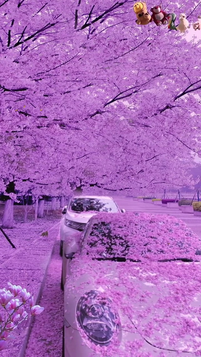 （〃＾∇＾）樱花随风飞舞的景色太绝了