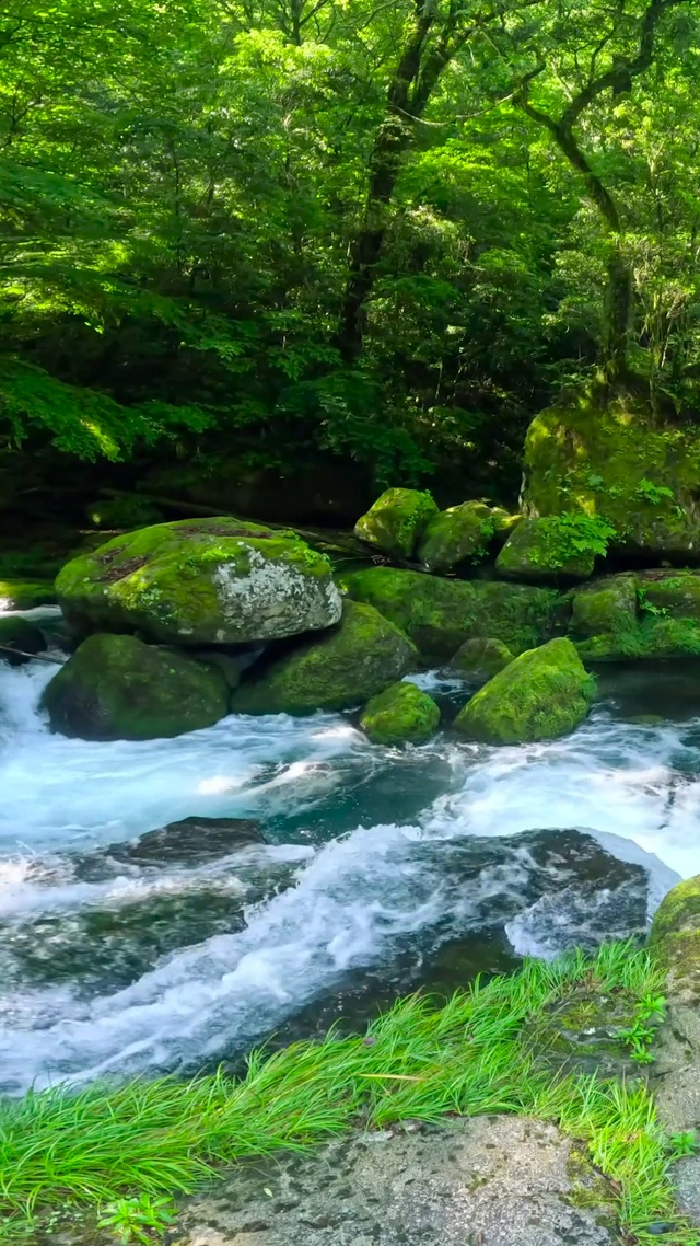 夏日护眼绿林溪水流