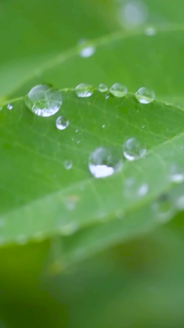 护眼雨天绿叶水珠