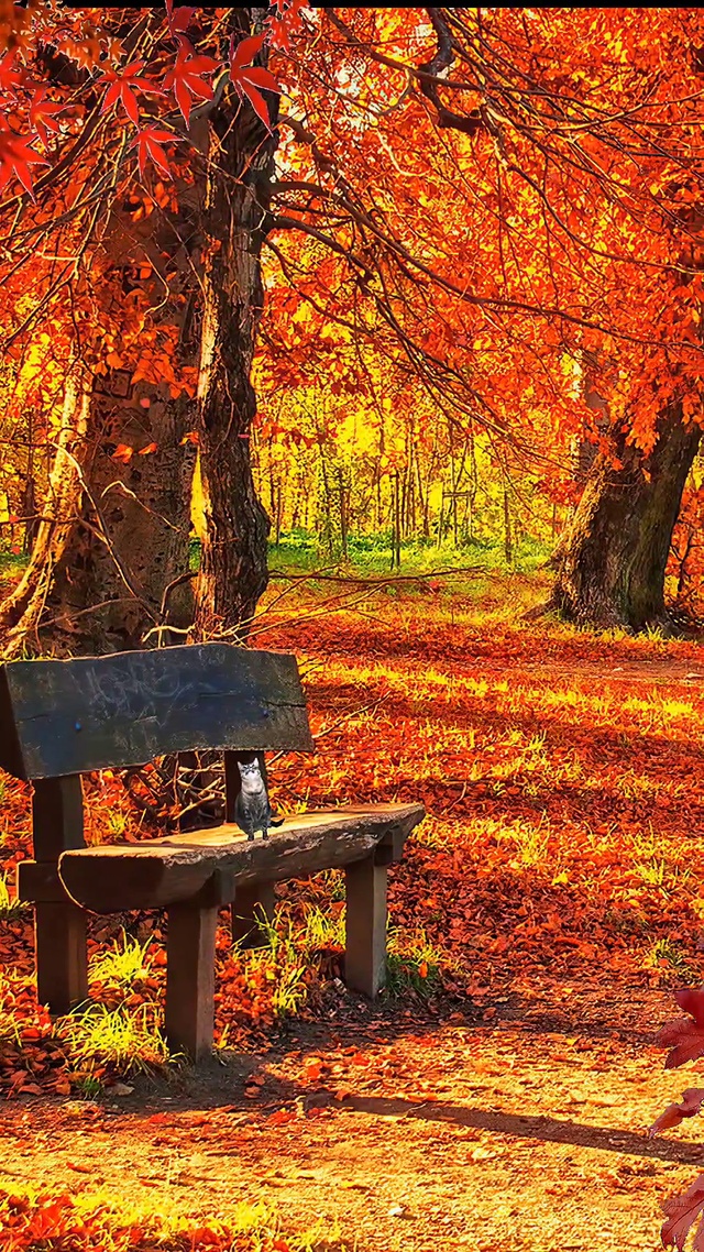 红叶最多情，一语寄相思