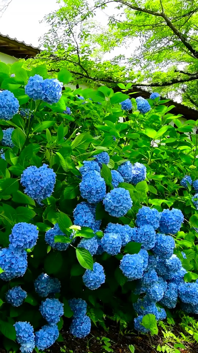 夏日紫阳花 风景手机动态壁纸 风景手机壁纸下载 元气壁纸