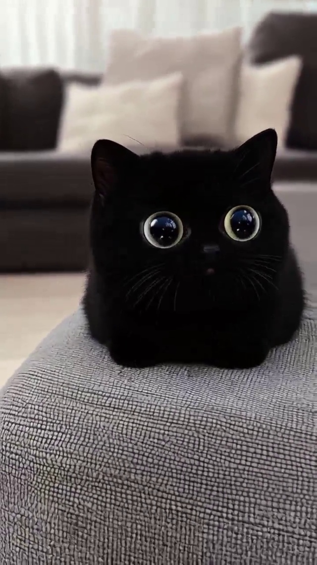 一双圆溜溜的大眼睛