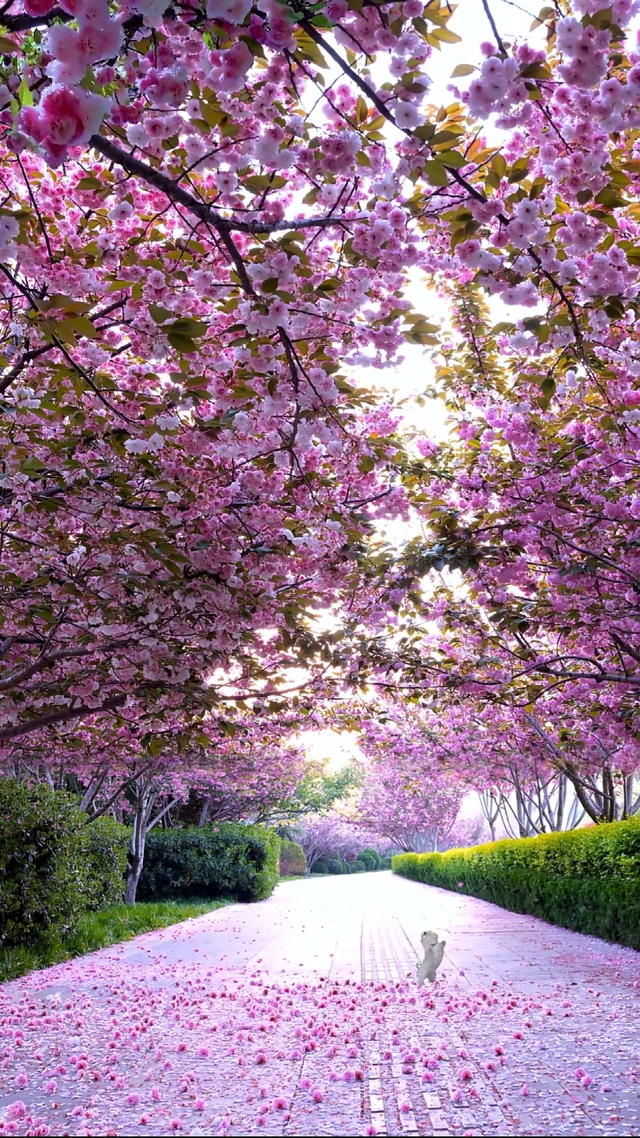 樱花树下