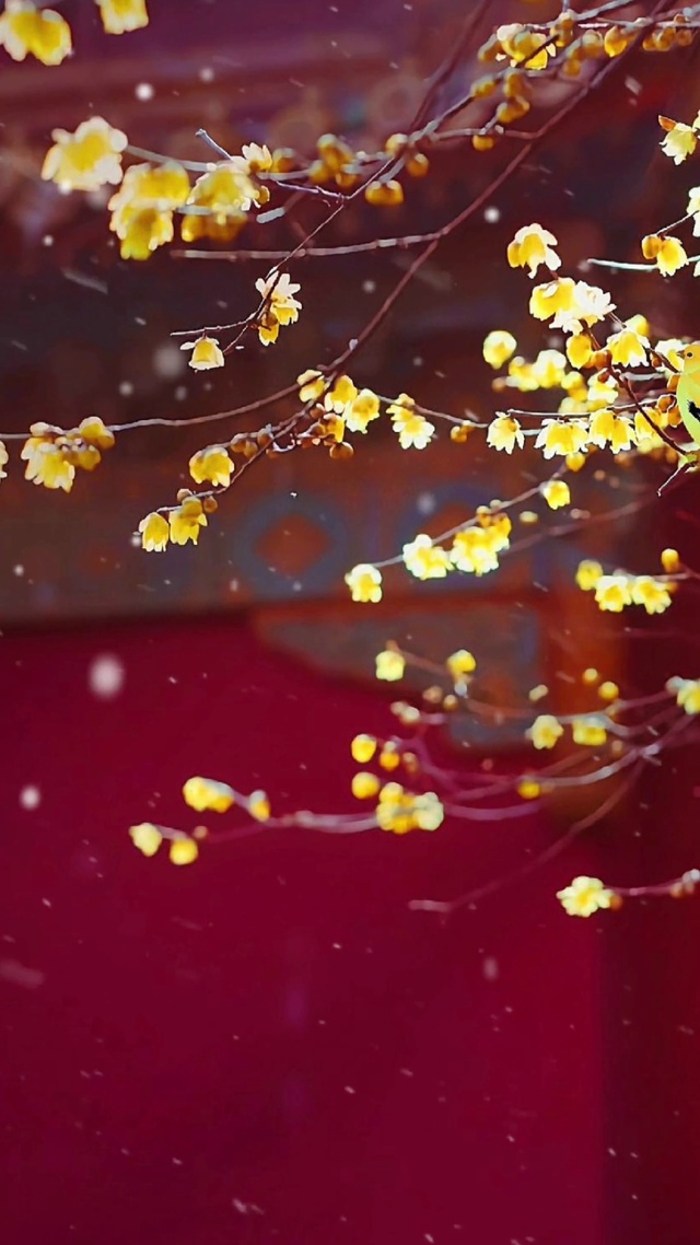 梅花香自苦寒来