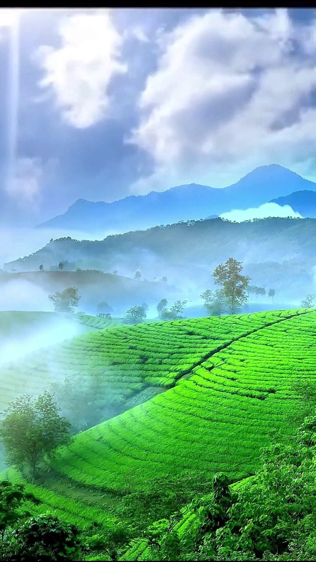 一不小心误入了仙境