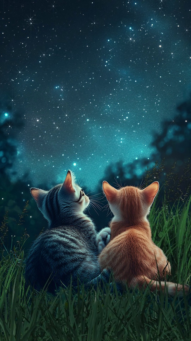 对猫赏夜空