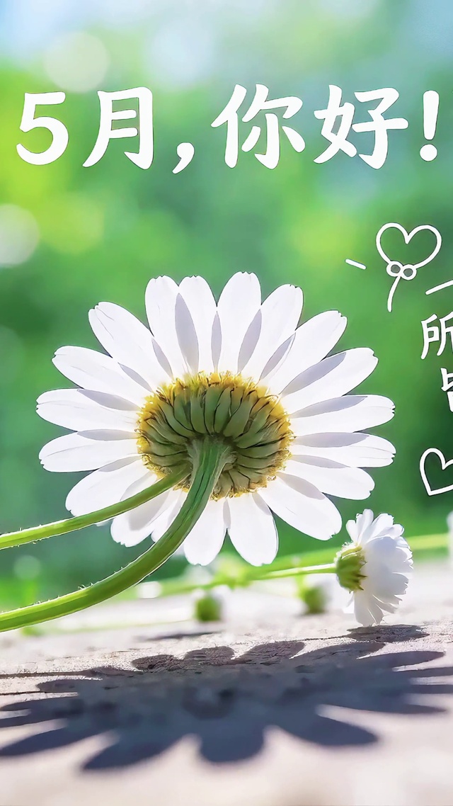5月清新小雏菊护眼壁纸