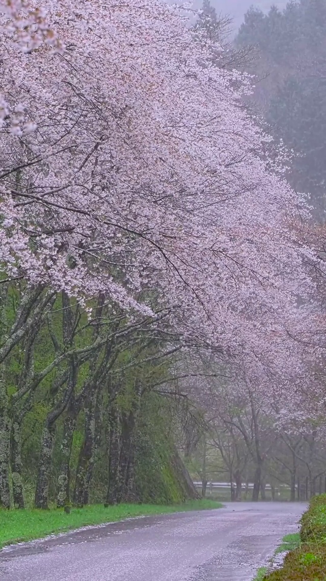 雨天樱花树林
