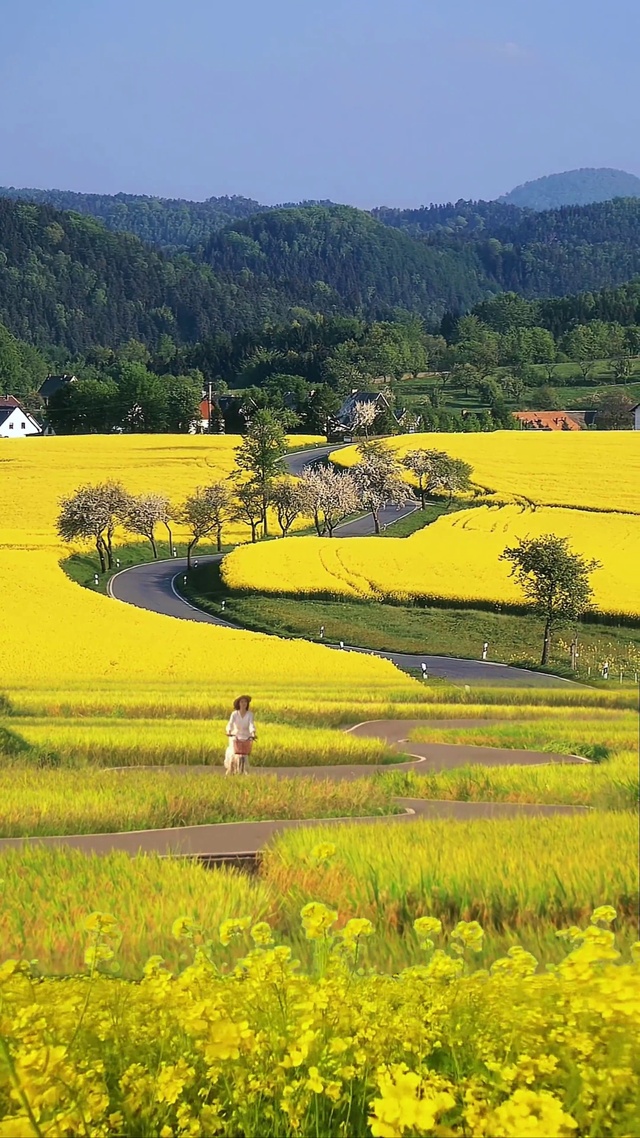 治愈油菜花田