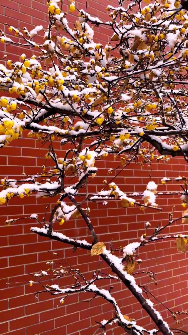 傲雪寒梅独自开，唯有伊人踏香来