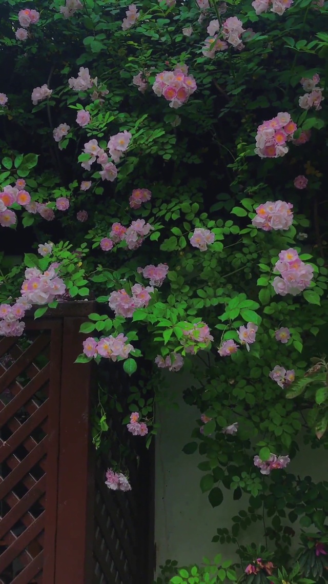 野蔷薇