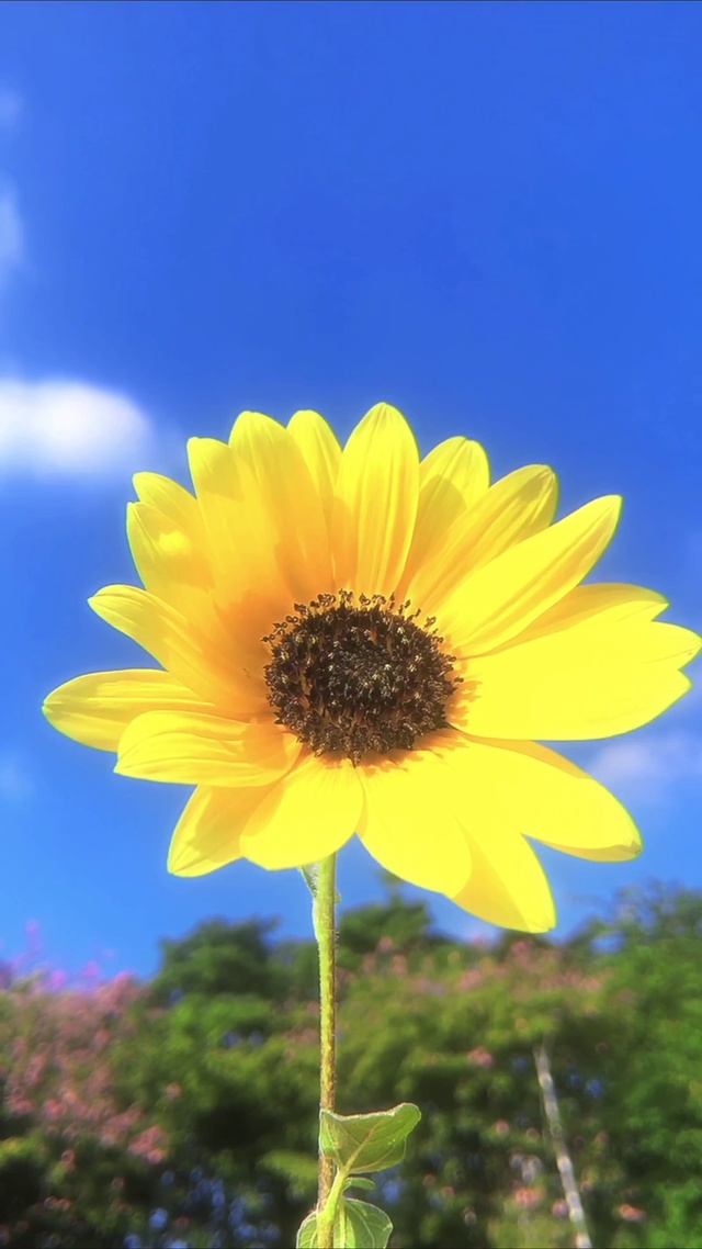 向日葵🌻