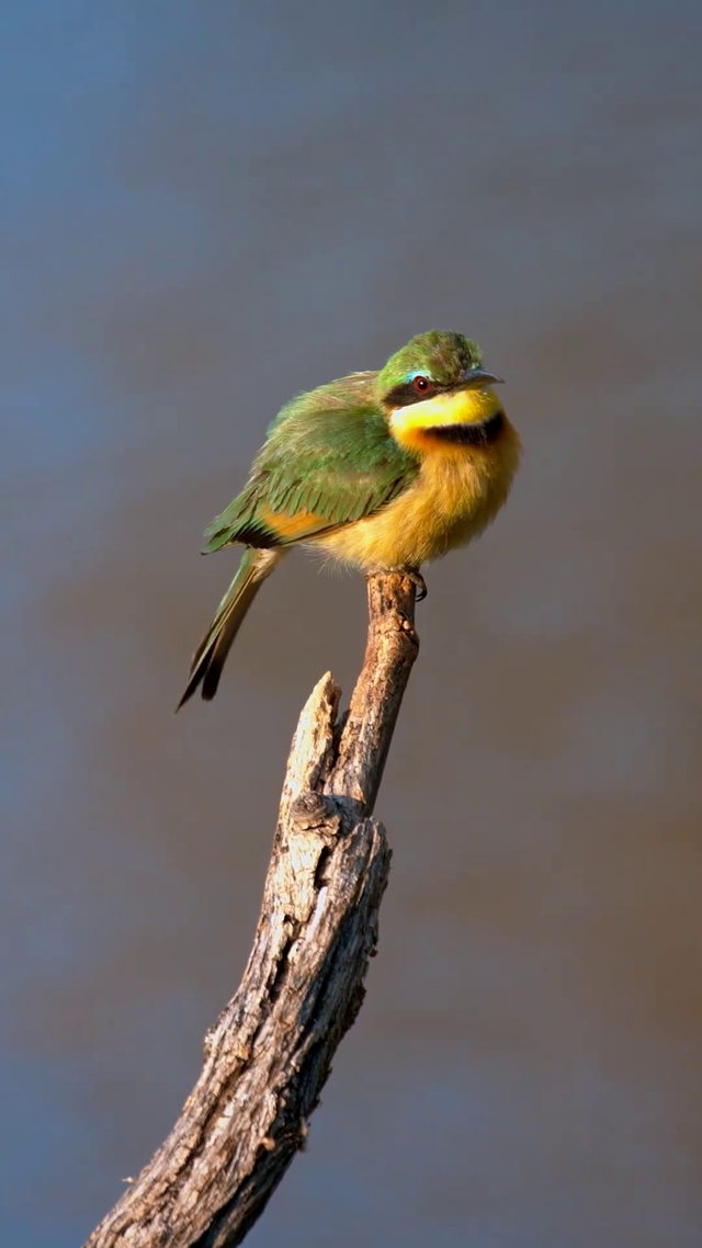枝头小鸟翠鸟轻盈绿色