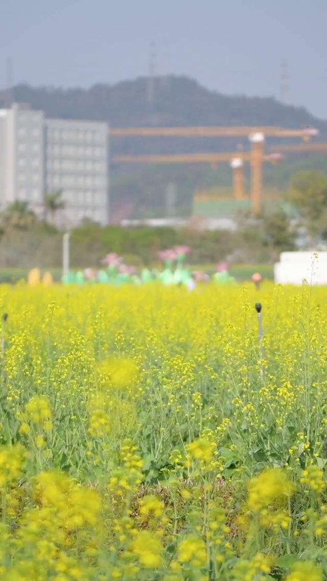 漫步油菜花田