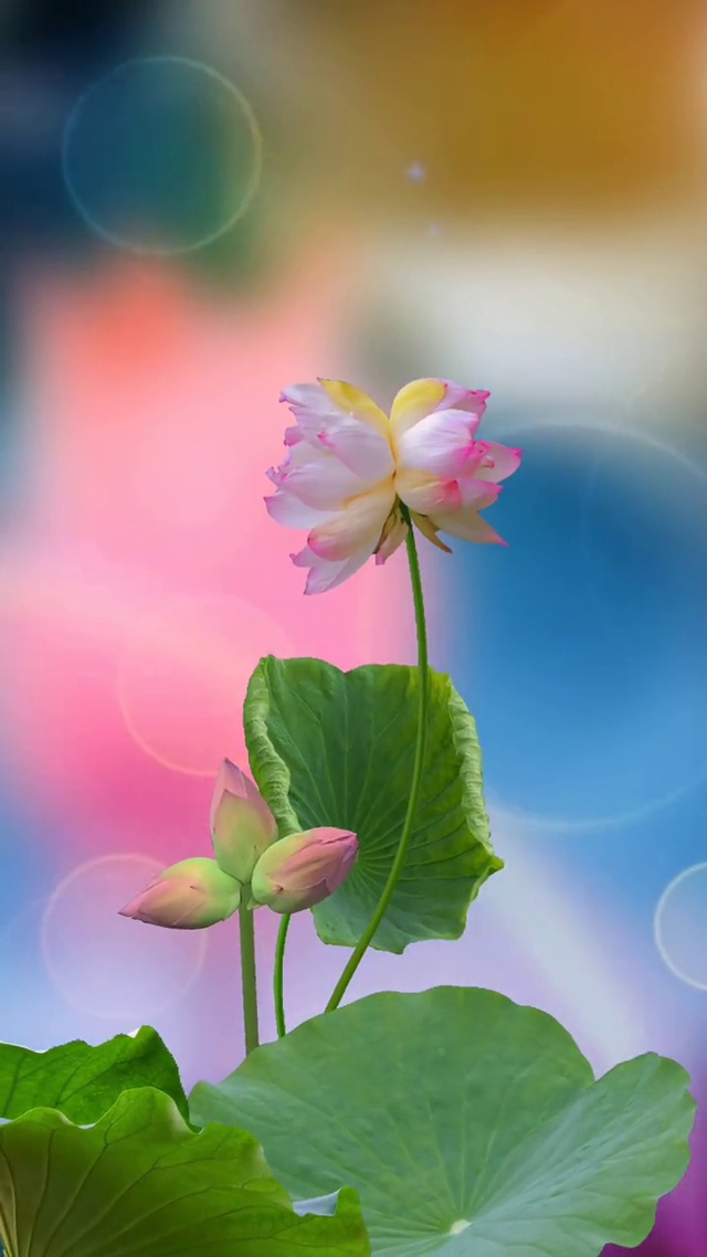 动态荷花