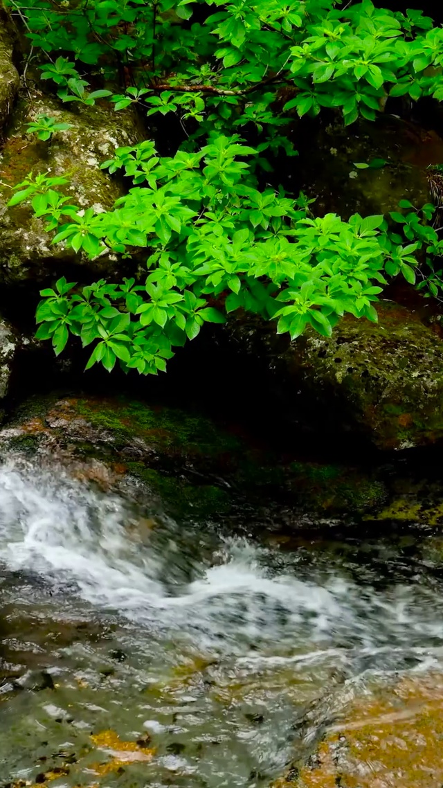 夏日清凉溪水流