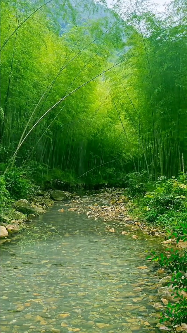 雨中竹林
