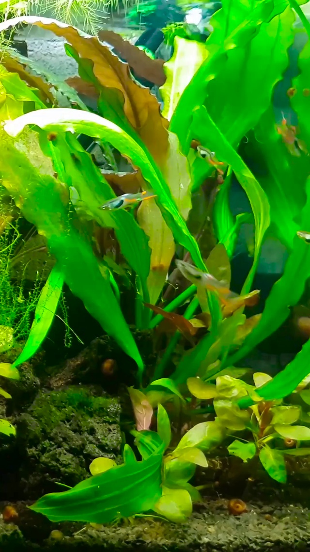 4K杂草水族馆