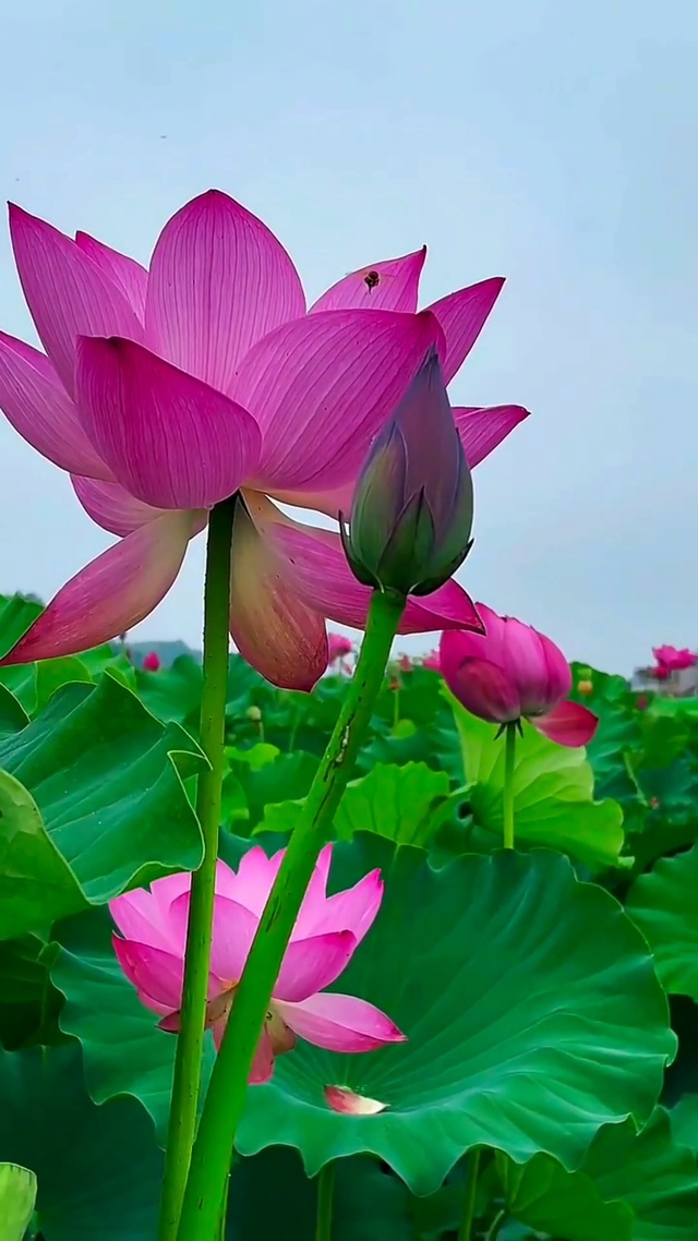 好运“莲莲”