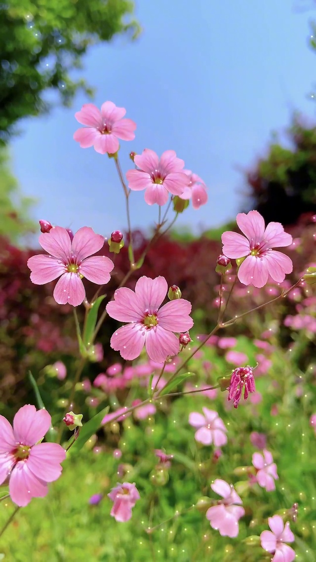 花开由己心 花落随缘去