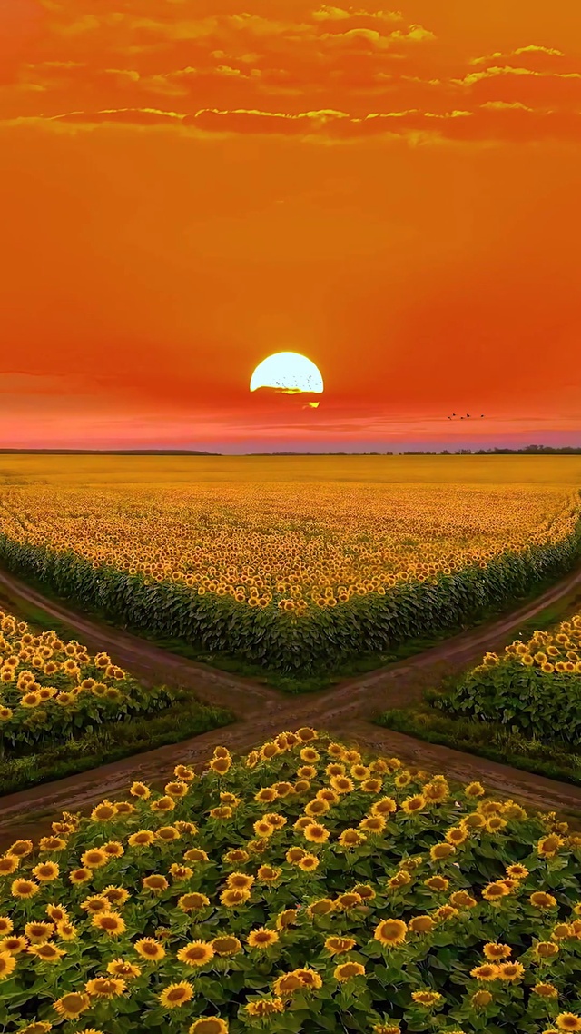 唯美向日葵晚霞花海