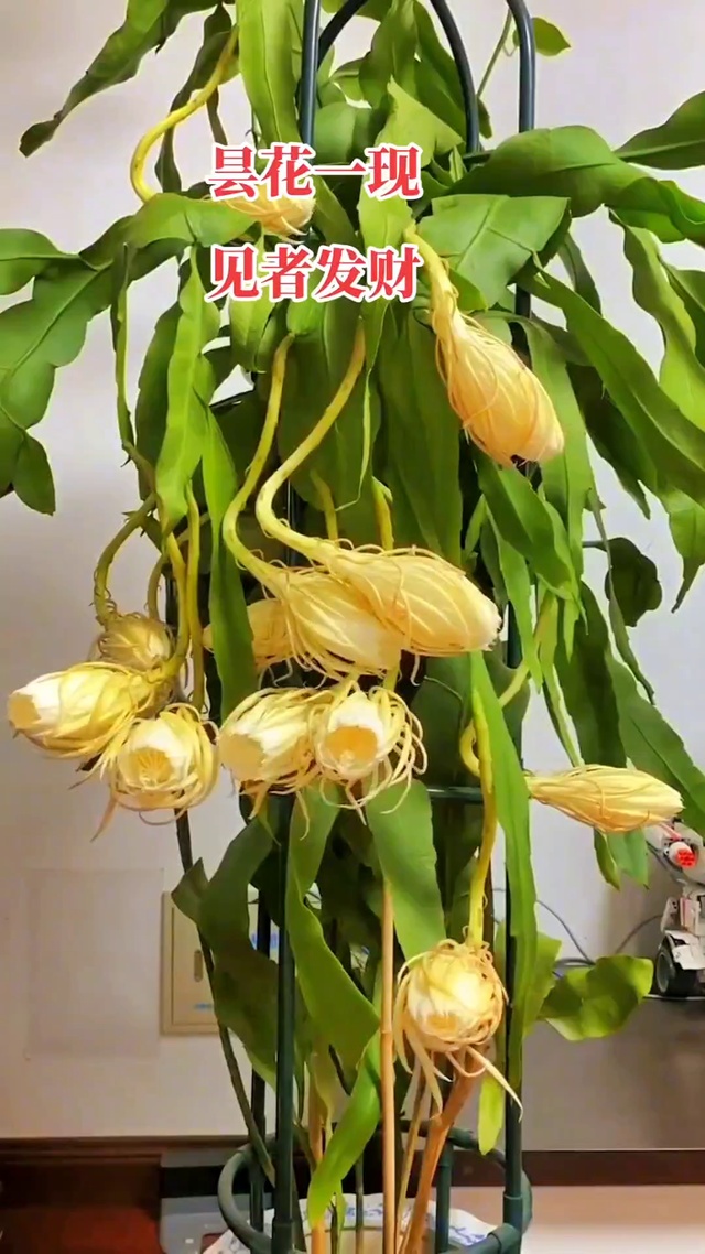 昙花一现 见者发财