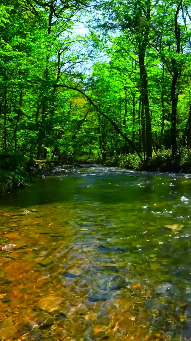 护眼清澈绿林溪水