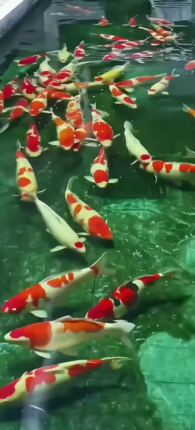 锦鲤2  4k