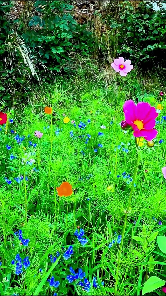 唯美山间野花4K