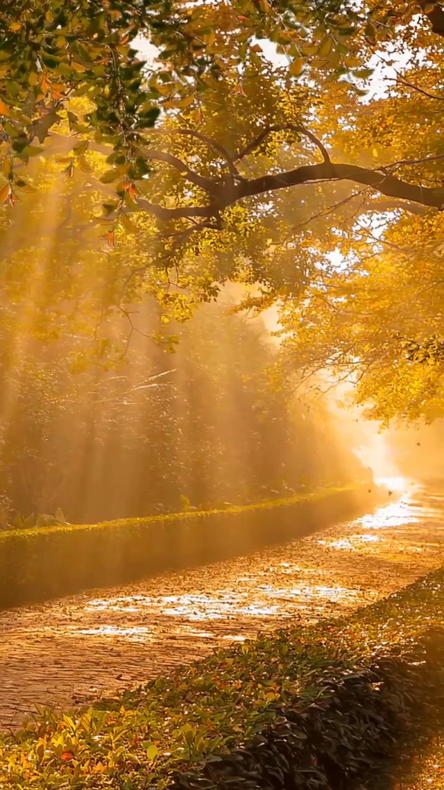 春去秋来，一年复一年