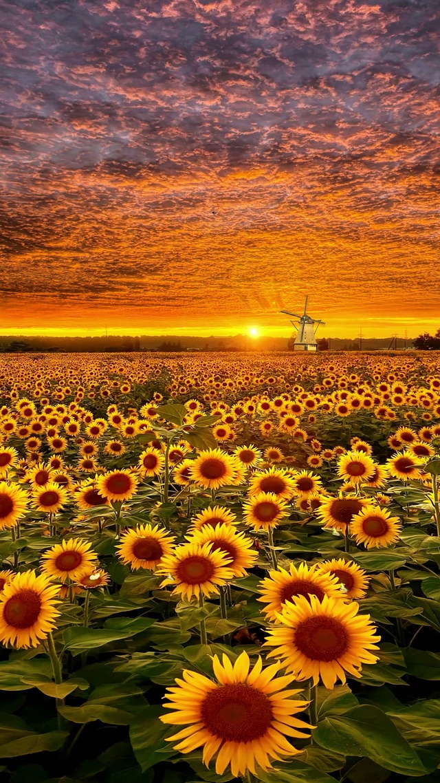 日落晚霞向日葵