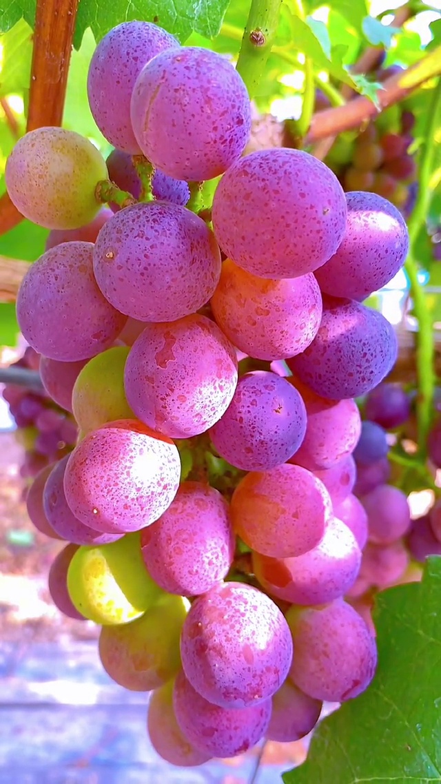 生活很苦 自己加糖