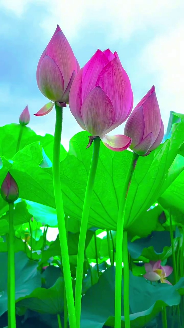 “荷”气生财，“荷荷”美美