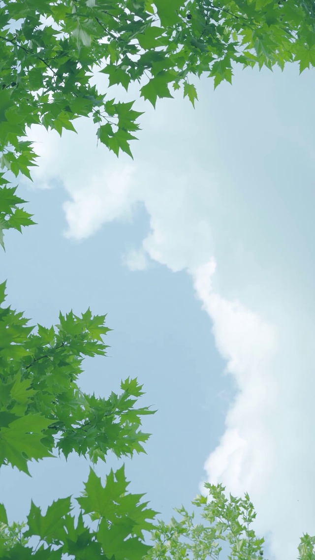 树叶天空白云l