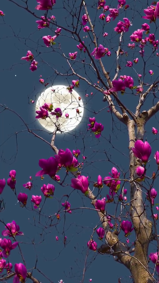 花好月圆夜