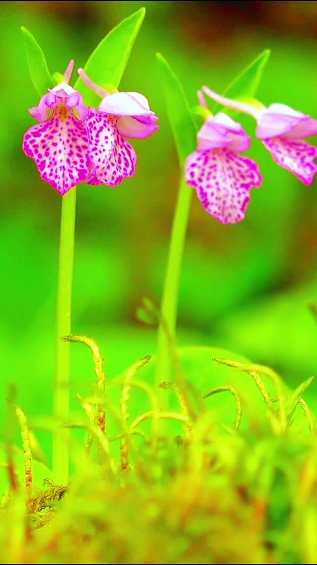 4K护眼山间野花