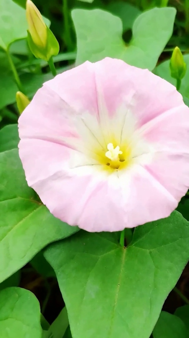 护眼花草树木